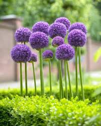 Alliums