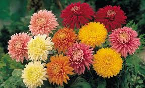 Chrysanthemums 